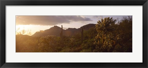 Framed Cholla Cactus in a field, Phoenix, Maricopa County, Arizona, USA Print