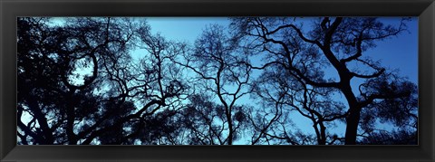 Framed Silhouette of an Oak tree, Oakland, California, USA Print