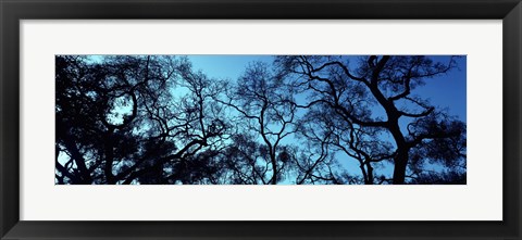 Framed Silhouette of an Oak tree, Oakland, California, USA Print