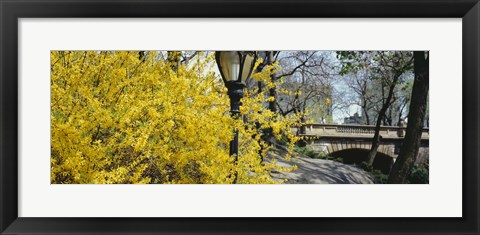 Framed Forsythia in bloom, Central Park, Manhattan, New York City, New York State, USA Print