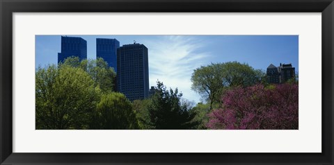 Framed Low angle view of skyscrapers viewed from a park, Central Park, Manhattan, New York City, New York State, USA Print