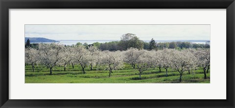 Framed Cherry trees in an orchard, Mission Peninsula, Traverse City, Michigan, USA Print