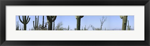 Framed Mid section view of cactus, Saguaro National Park, Tucson, Arizona, USA Print