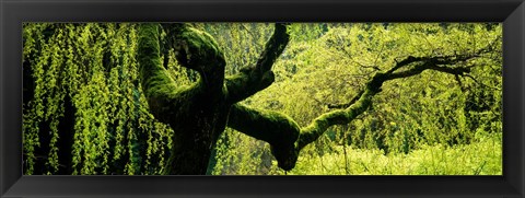 Framed Moss growing on the trunk of a Weeping Willow tree, Japanese Garden, Washington Park, Portland, Oregon, USA Print