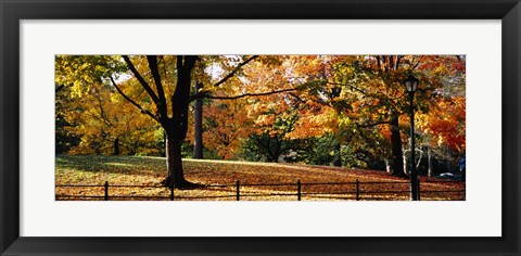 Framed Trees in a forest, Central Park, Manhattan, New York City, New York, USA Print