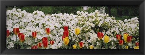 Framed Flowers in a garden, Sherwood Gardens, Baltimore, Maryland, USA Print