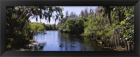 Framed River passing through a forest, Hillsborough River, Lettuce Lake Park, Tampa, Hillsborough County, Florida, USA Print