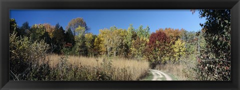 Framed Dirt road passing through a forest, University of Wisconsin Arboretum, Madison, Dane County, Wisconsin, USA Print