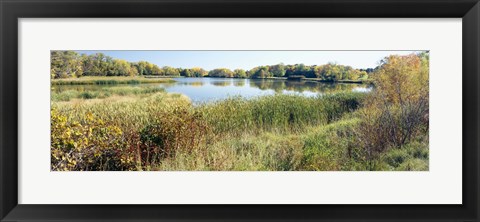 Framed Reflection of trees in water, Odana Hills Golf Course, Madison, Dane County, Wisconsin, USA Print