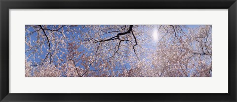 Framed Low angle view of Cherry Blossom trees, Washington DC, USA Print