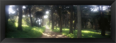 Framed Footpath passing through a park, The Presidio, San Francisco, California, USA Print