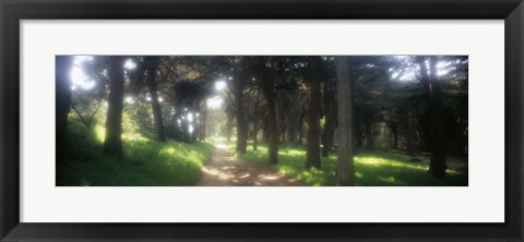 Framed Footpath passing through a park, The Presidio, San Francisco, California, USA Print