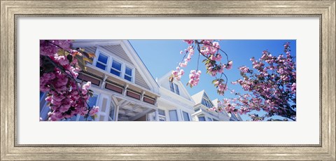 Framed Low angle view of Cherry Blossom flowers in front of buildings, San Francisco, California, USA Print