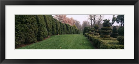 Framed Hedge in a formal garden, Ladew Topiary Gardens, Monkton, Baltimore County, Maryland Print