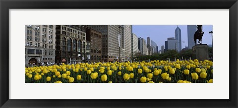 Framed Tulip flowers in a park with buildings in the background, Grant Park, South Michigan Avenue, Chicago, Cook County, Illinois, USA Print