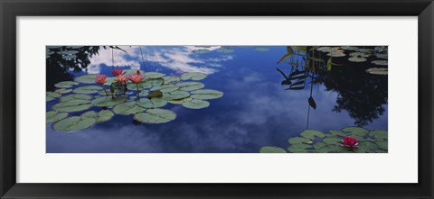 Framed Water lilies in a pond, Denver Botanic Gardens, Denver, Denver County, Colorado, USA Print