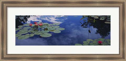 Framed Water lilies in a pond, Denver Botanic Gardens, Denver, Denver County, Colorado, USA Print