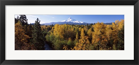 Framed Cottonwood trees in a forest, Mt Hood, Hood River, Mt. Hood National Forest, Oregon, USA Print