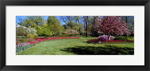 Framed Tulips and cherry trees in a garden, Sherwood Gardens, Baltimore, Maryland, USA Print