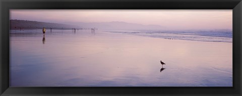 Framed Sandpiper on the beach, San Francisco, California, USA Print