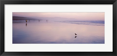 Framed Sandpiper on the beach, San Francisco, California, USA Print