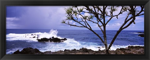 Framed Tree on the coast, Honolulu Nui Bay, Nahiku, Maui, Hawaii, USA Print