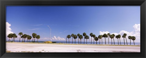 Framed Palm trees at the roadside, Interstate 275, Tampa Bay, Gulf of Mexico, Florida, USA Print