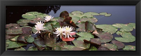 Framed Water lilies in a pond, Olbrich Botanical Gardens, Madison, Wisconsin Print