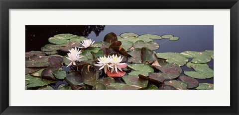 Framed Water lilies in a pond, Olbrich Botanical Gardens, Madison, Wisconsin Print