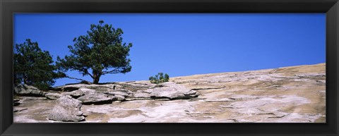 Framed Trees on a mountain, Stone Mountain, Atlanta, Fulton County, Georgia Print