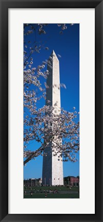 Framed Cherry Blossom in front of an obelisk, Washington Monument, Washington DC, USA Print