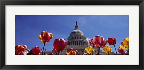 Framed Tulips with a government building in the background, Capitol Building, Washington DC, USA Print