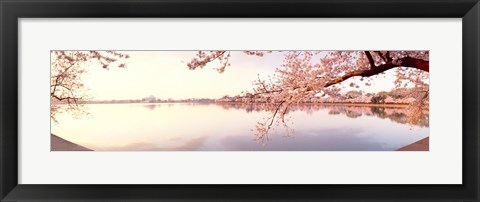 Framed Cherry blossoms at the lakeside, Washington DC Print