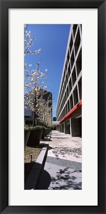 Framed Blooming tree in the business district, Downtown San Jose, San Jose, Santa Clara County, California, USA Print