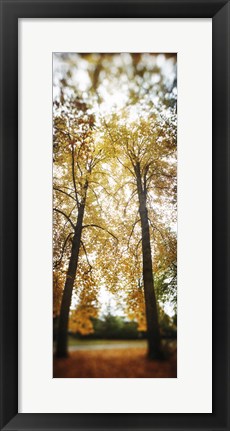 Framed Autumn trees in a park, Volunteer Park, Capitol Hill, Seattle, King County, Washington State, USA Print