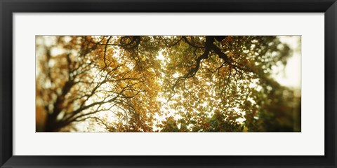 Framed Autumn Trees in Volunteer Park, Seattle, Washington Print