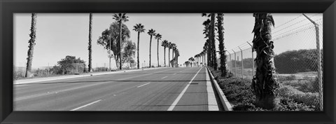 Framed Palm trees along a road, San Diego, California, USA Print