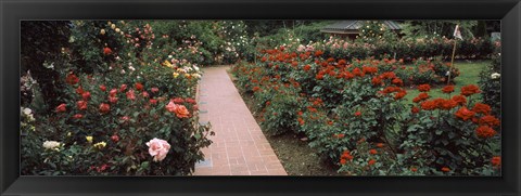 Framed International Rose Test Garden, Washington Park, Portland, Oregon Print