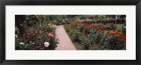 Framed International Rose Test Garden, Washington Park, Portland, Oregon Print