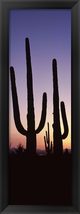 Framed Saguaro cacti, Saguaro National Park, Tucson, Arizona, USA Print