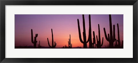 Framed Purple Sky Behind Cacti in the Saguaro National Park, Arizona Print