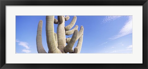 Framed Low angle view of a Saguaro cactus(Carnegiea gigantea), Saguaro National Park, Tucson, Pima County, Arizona, USA Print