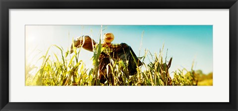 Framed Scarecrow in a corn field, Queens County Farm, Queens, New York City, New York State, USA Print