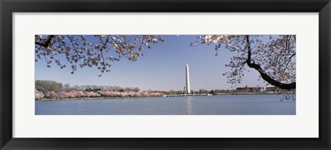 Framed Cherry blossom with monument in the background, Washington Monument, Tidal Basin, Washington DC, USA Print