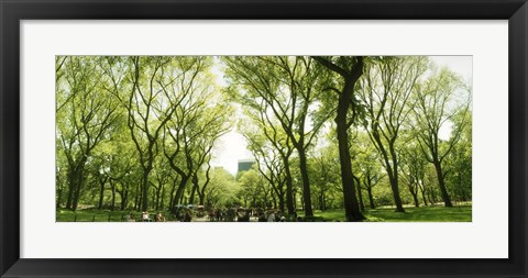 Framed Central Park in the spring time, New York City Print