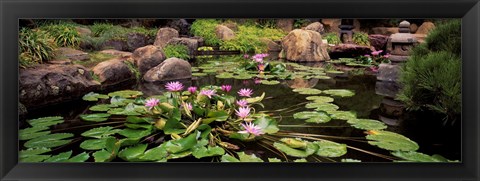 Framed Lotus blossoms, Japanese Garden, University of California, Los Angeles, California Print