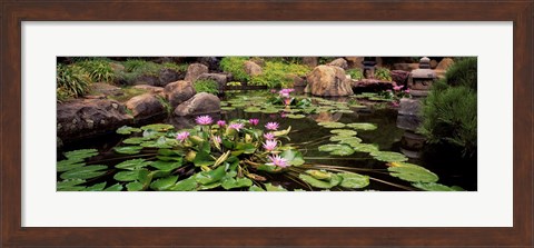 Framed Lotus blossoms, Japanese Garden, University of California, Los Angeles, California Print