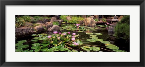 Framed Lotus blossoms, Japanese Garden, University of California, Los Angeles, California Print