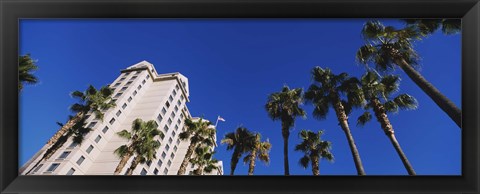 Framed Low angle view of palm trees, Downtown San Jose, San Jose, Silicon Valley, Santa Clara County, California Print