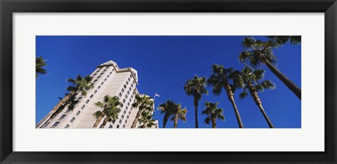 Framed Low angle view of palm trees, Downtown San Jose, San Jose, Silicon Valley, Santa Clara County, California Print